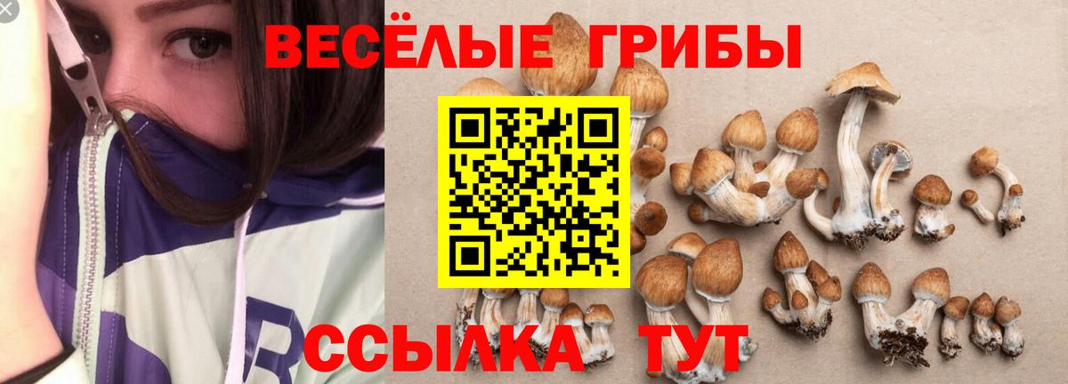 Галлюциногенные грибы Magic Shrooms  где купить наркоту  Ливны  Галлюциногенные грибы GOLDEN TEACHER  Вход с VPN 